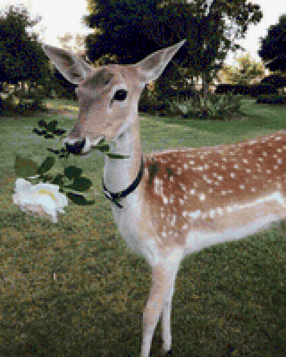 Природа - животный мир - предпросмотр