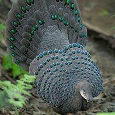 Схема вышивки «Природа»