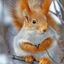 Схема вышивки «Животный мир»