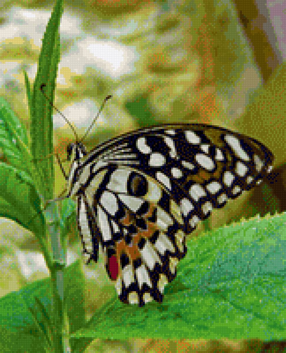 Природа - бабочка - предпросмотр