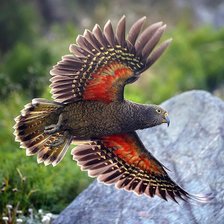 Схема вышивки «Птицы»