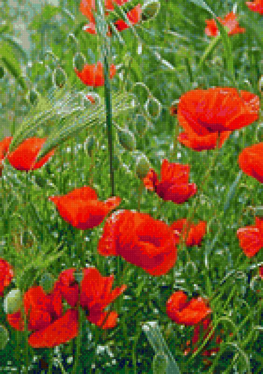 Природа - маки - предпросмотр