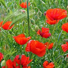 Схема вышивки «Природа»