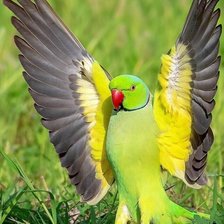 Схема вышивки «Птицы»