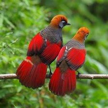 Схема вышивки «Птицы»