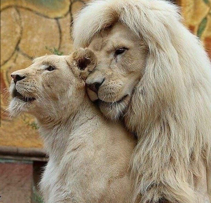 Животный мир - львы - оригинал