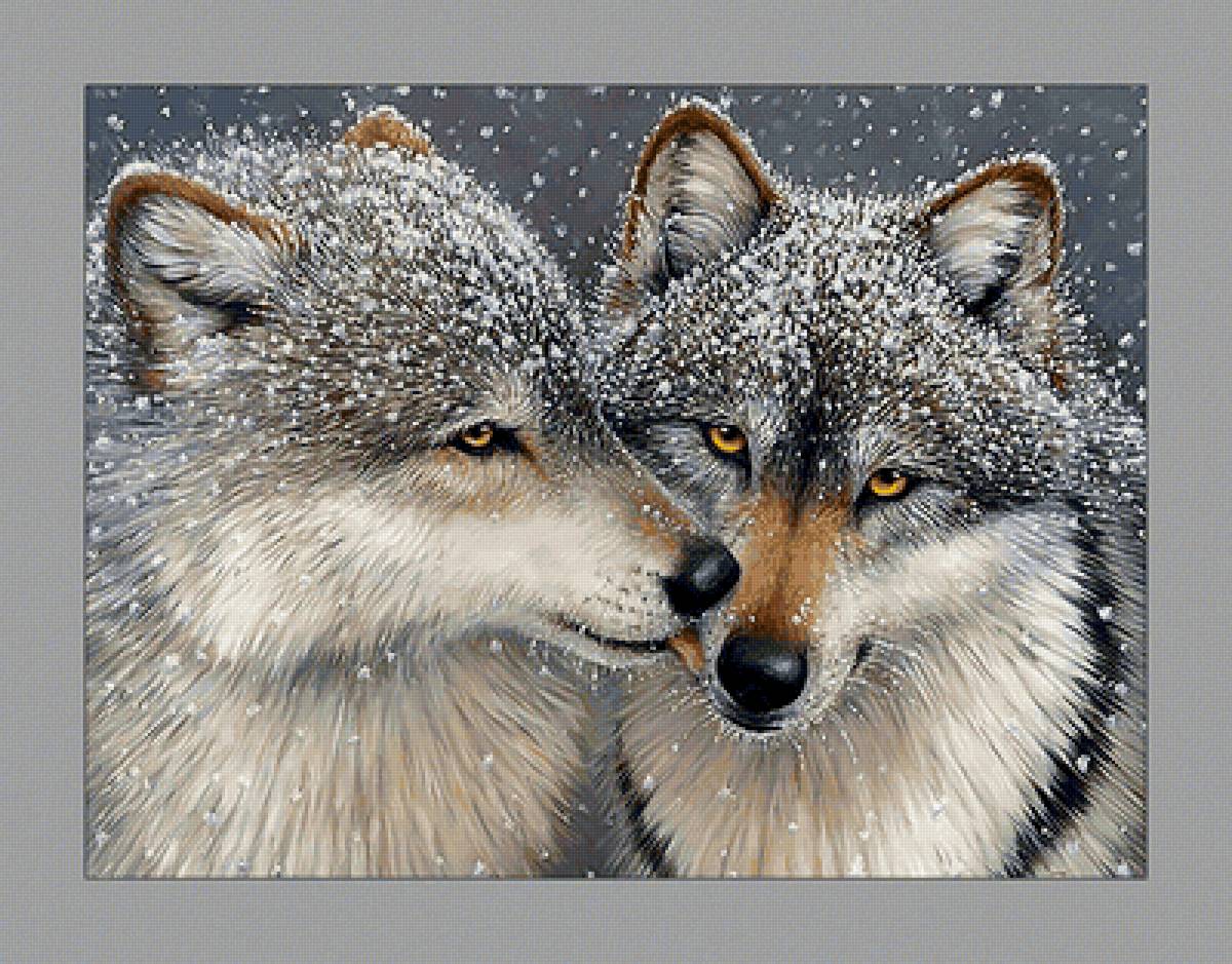 Волки. Пара. - взгляд, животные, живопись, волки, хищники, пара - предпросмотр