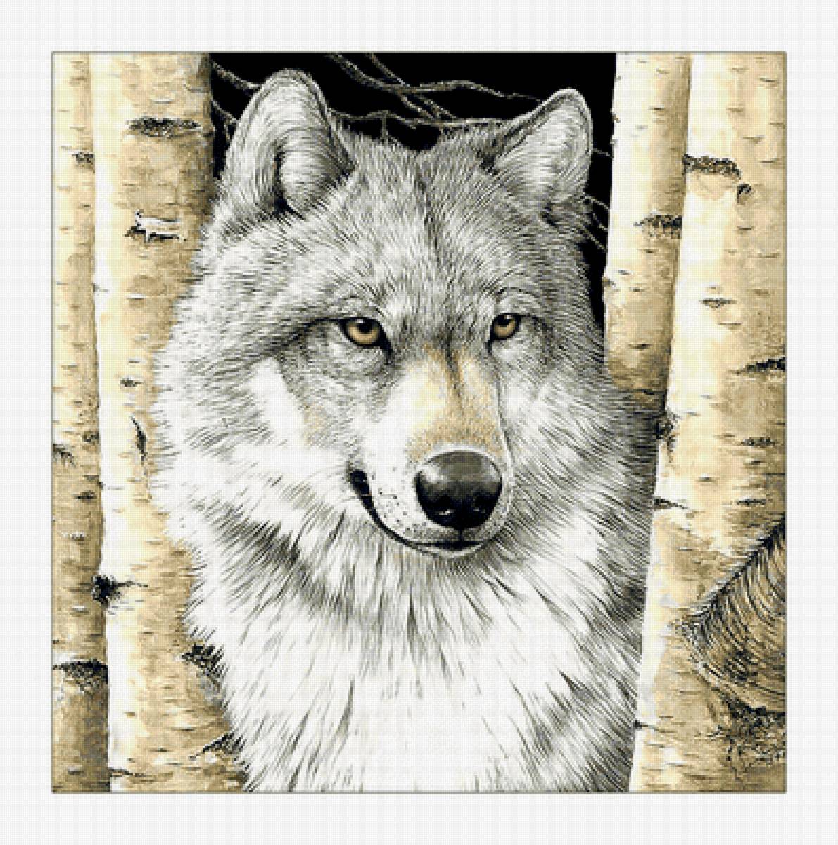 Волк. - волк, взгляд, животные, хищник, березы, живопись - предпросмотр