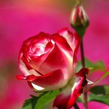 Схема вышивки «З добрим ранком»