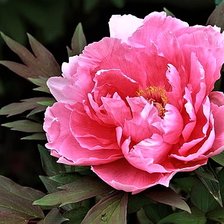 Оригинал схемы вышивки «№2119253»