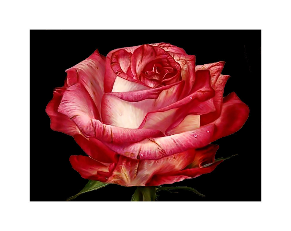 Роза. - цветок, роса, бутон, живопись, роза - оригинал