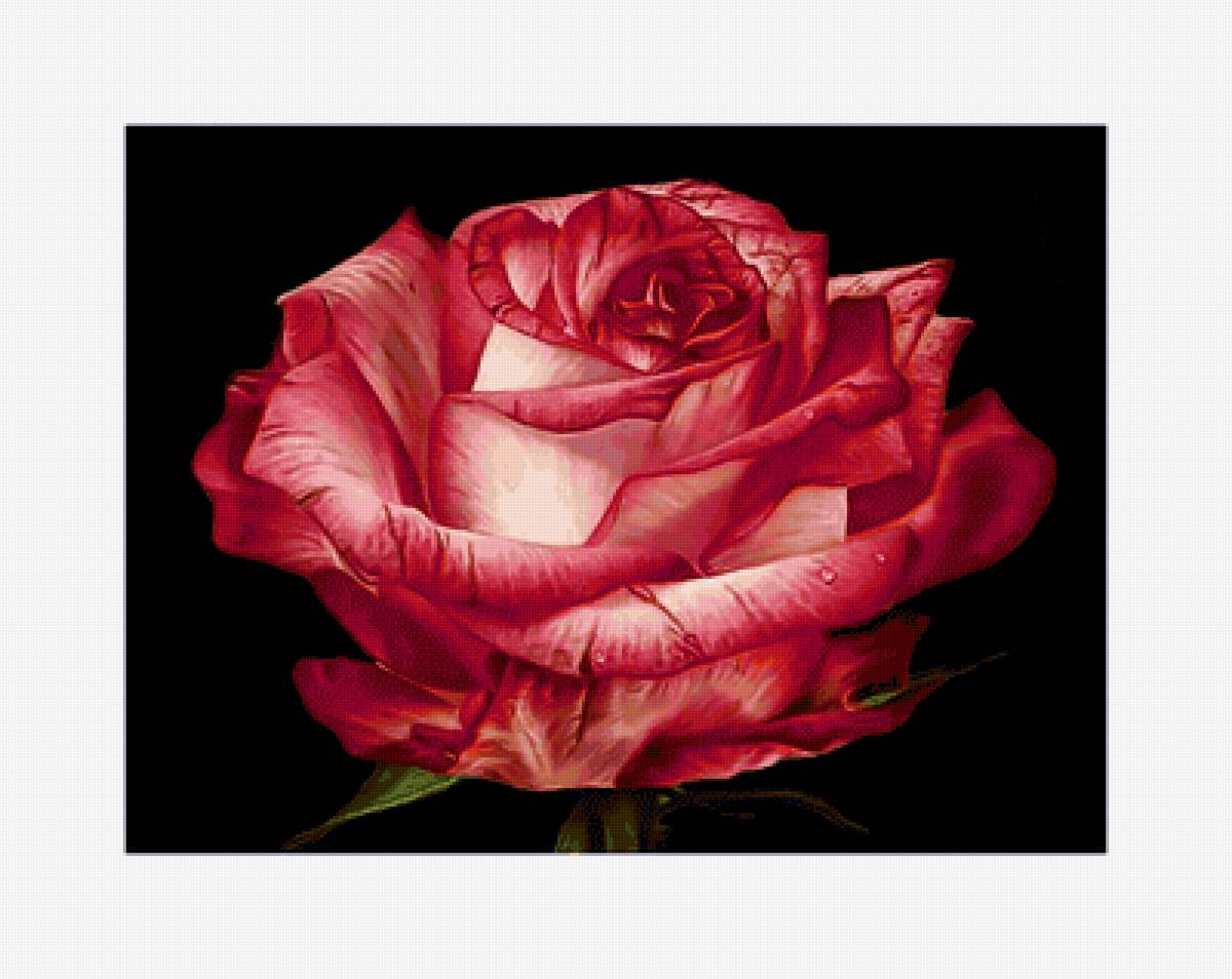 Роза. - цветок, роса, бутон, роза, живопись - предпросмотр