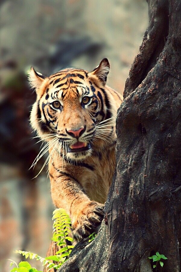 №2119392 - оригинал