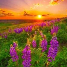 Схема вышивки «№2119397»