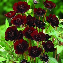 Схема вышивки «№2119412»