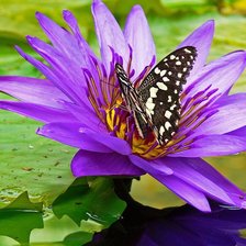 Схема вышивки «№2119424»