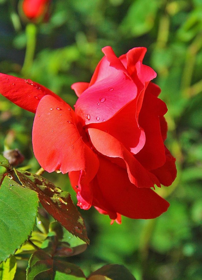 №2119427 - оригинал