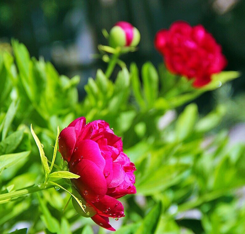 №2119430 - оригинал