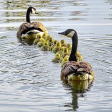 Схема вышивки «№2119434»