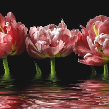 Схема вышивки «Тюльпаны»