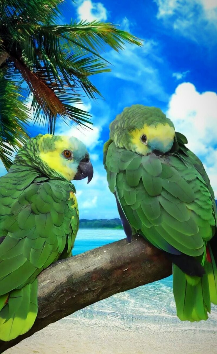 №2119582 - оригинал