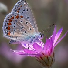 Оригинал схемы вышивки «№2119765»