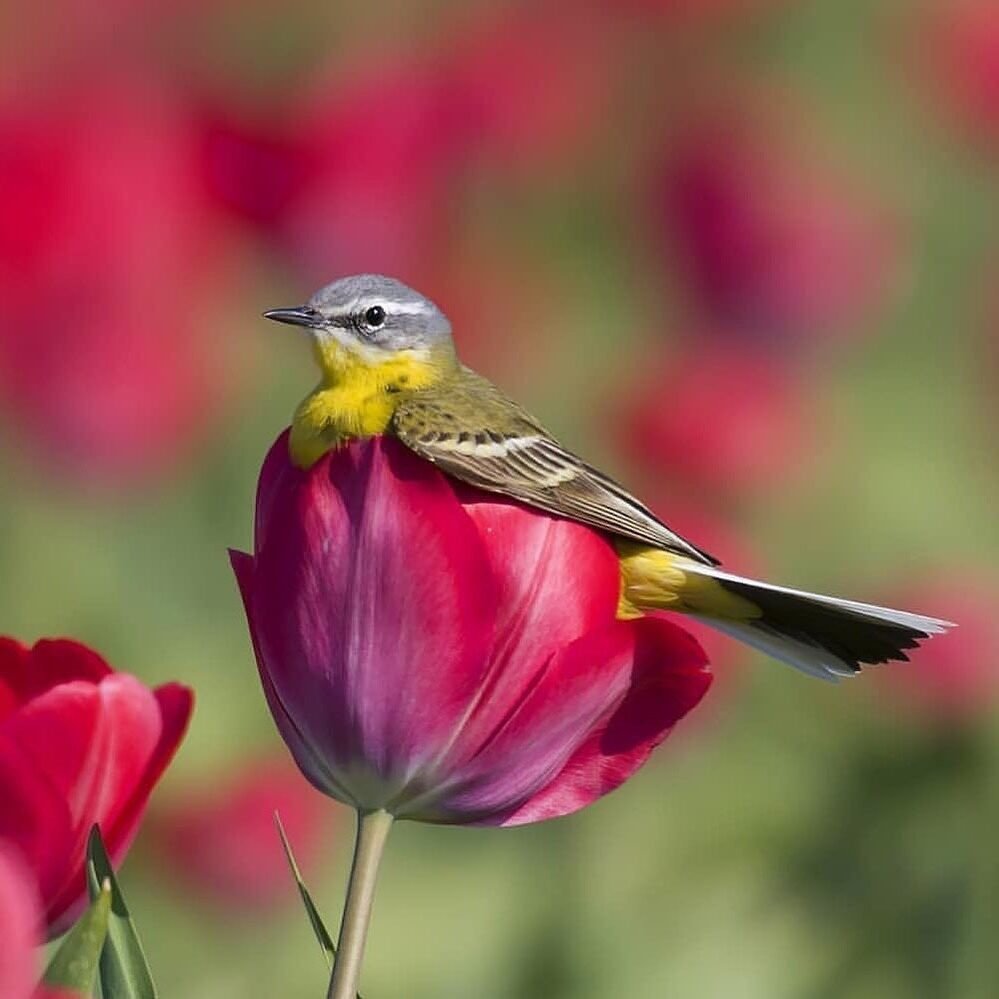 №2119767 - оригинал