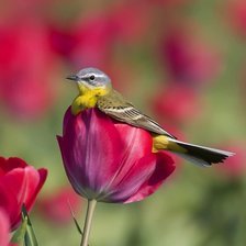 Схема вышивки «№2119767»