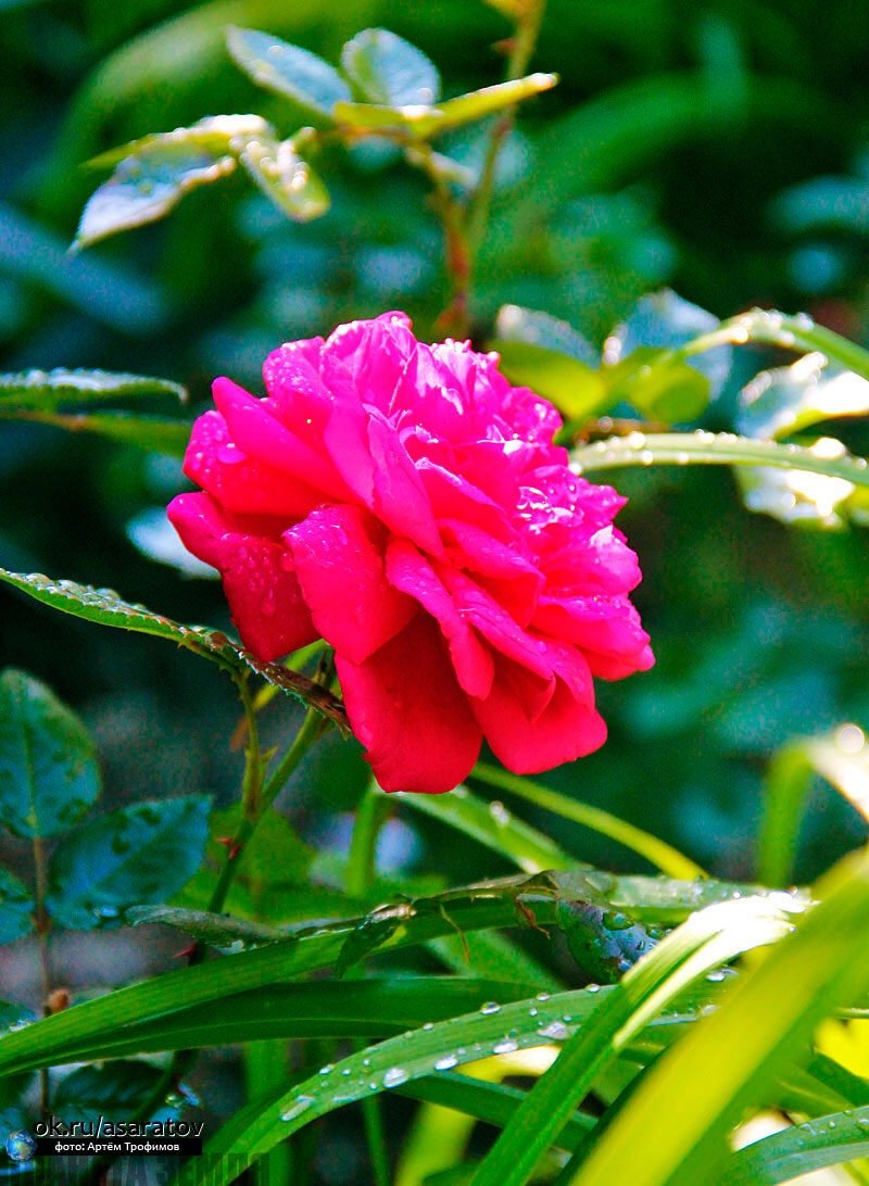 №2119768 - оригинал