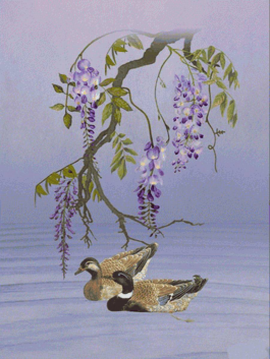 Утки - предпросмотр