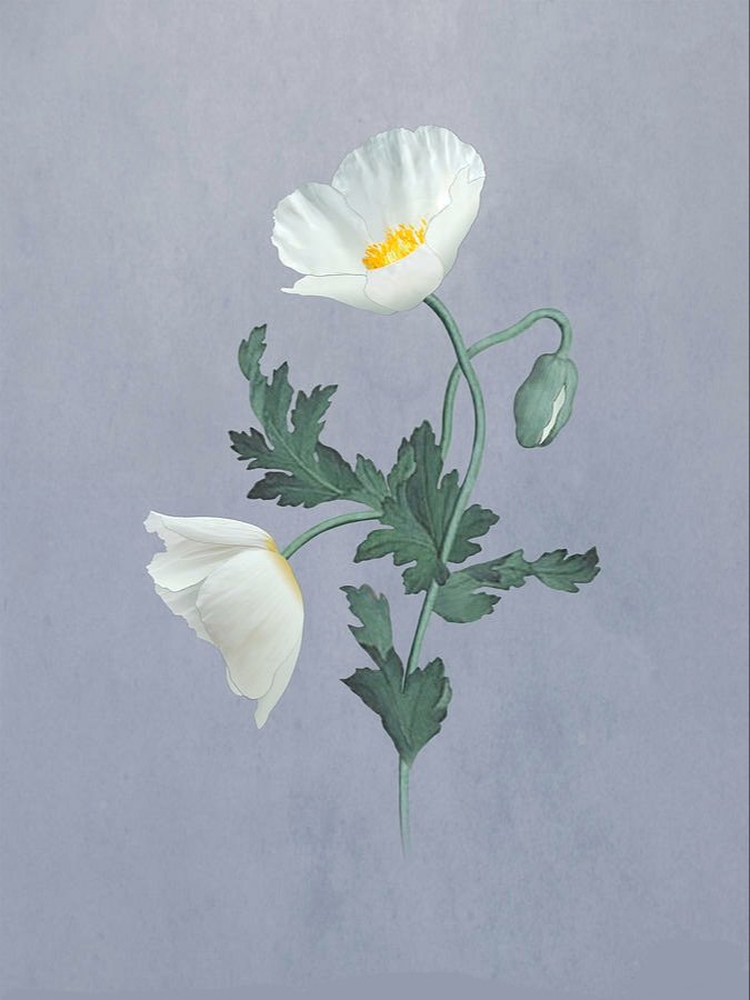 №2119977 - цветы - оригинал