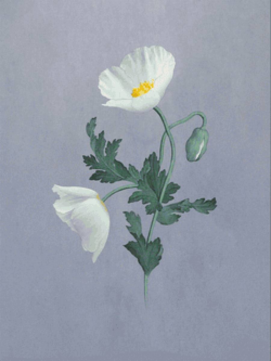 №2119977 - цветы - предпросмотр