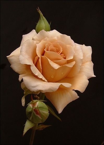 роза - большая роза, кремовая роза, роза на черном фоне, розы - оригинал