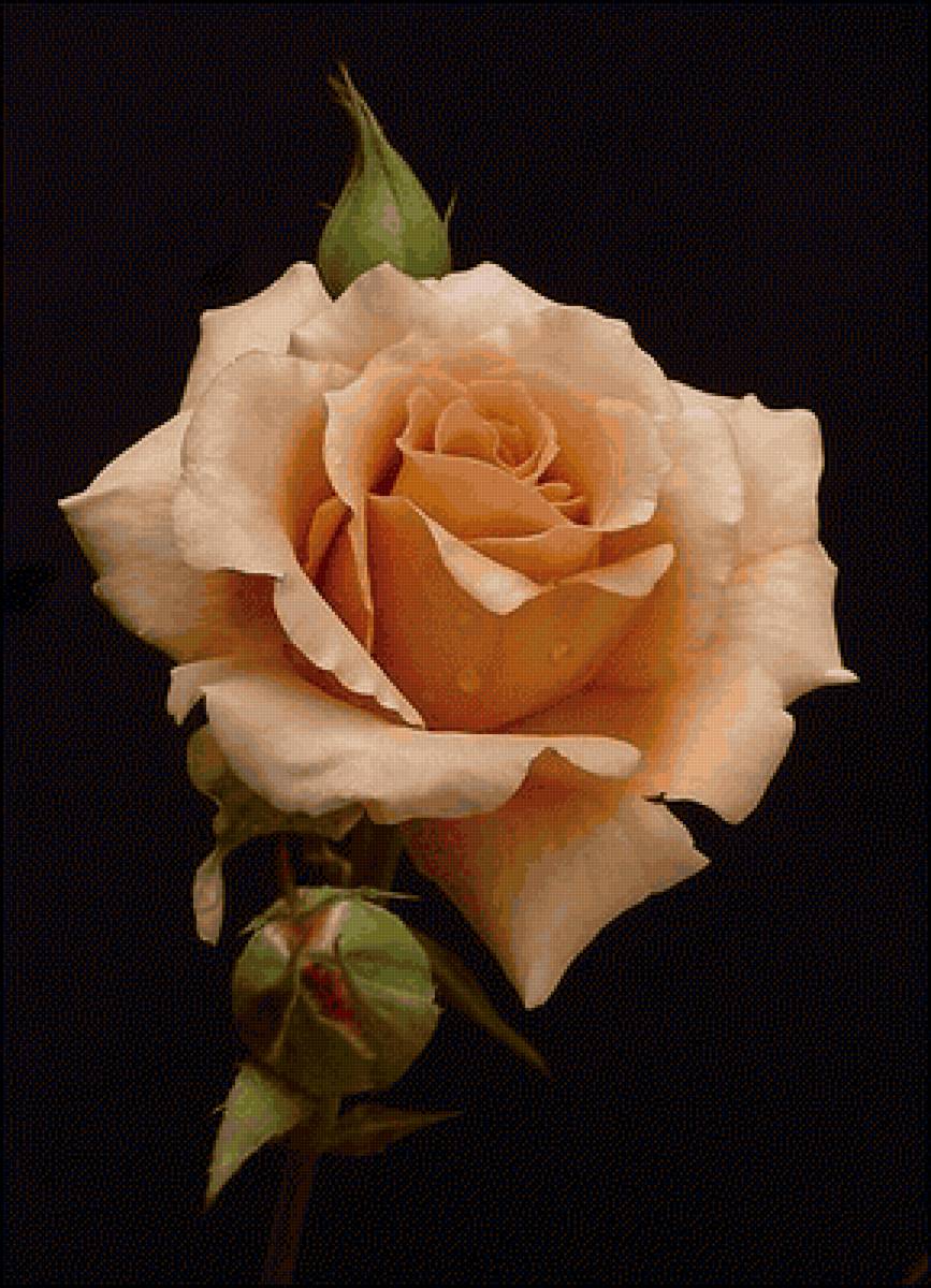 роза - роза на черном фоне, розы, кремовая роза, большая роза - предпросмотр