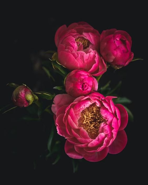 пионы - цветы - оригинал