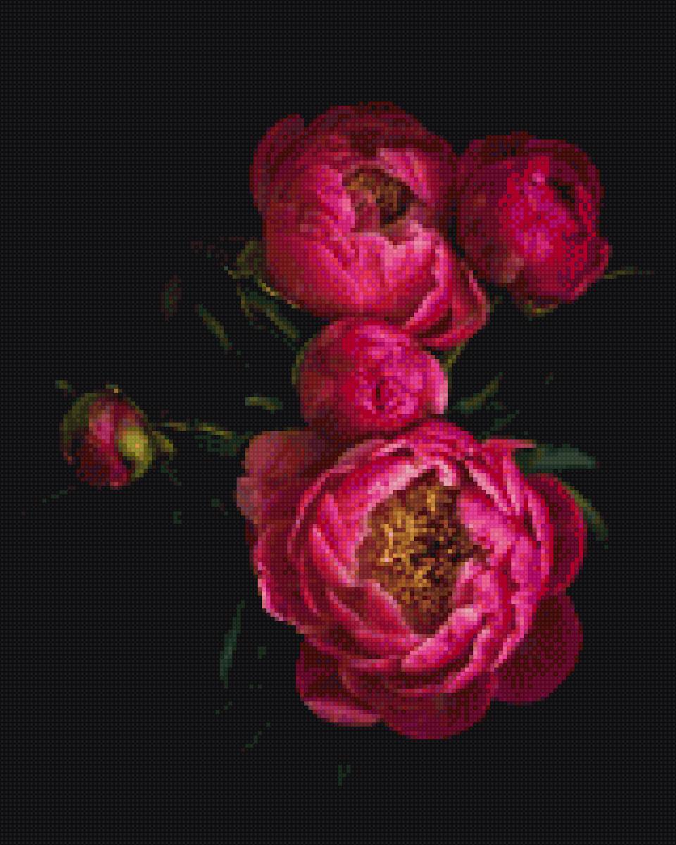 пионы - цветы - предпросмотр