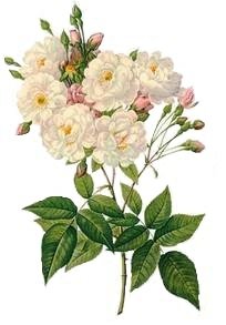 шиповник - шиповник - оригинал