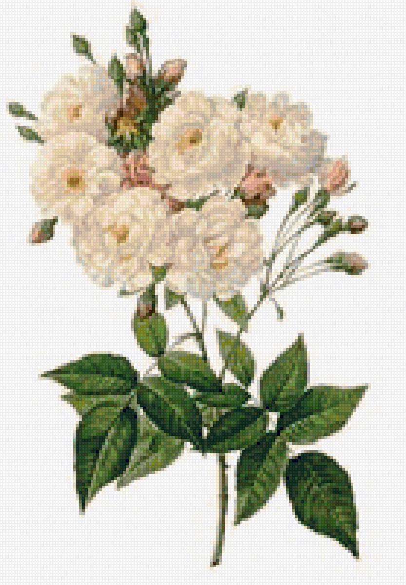 шиповник - шиповник - предпросмотр