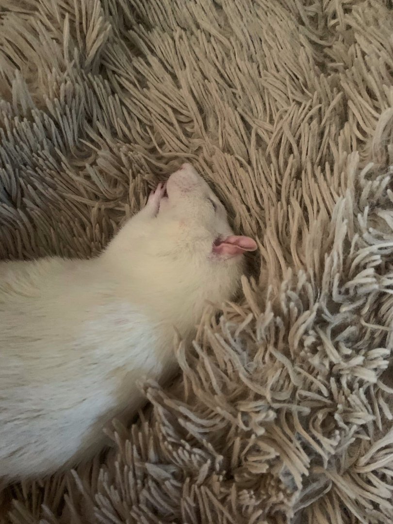 Рудольф - крыса - оригинал