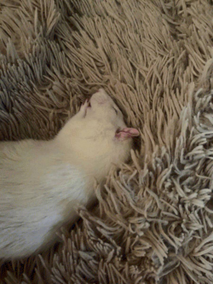 Рудольф - крыса - предпросмотр