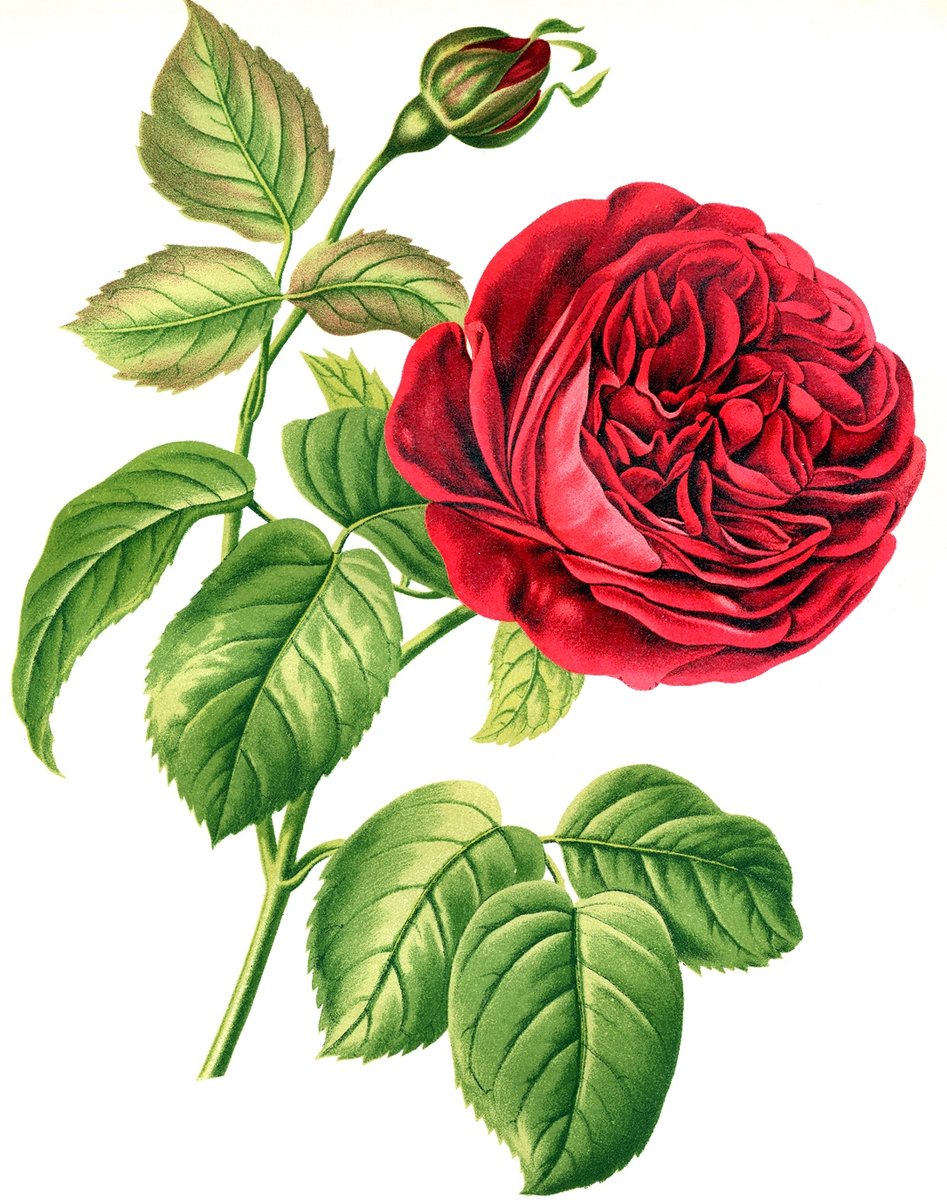 роза - роза - оригинал