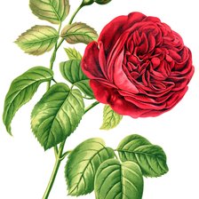 Оригинал схемы вышивки «роза простая» (№2121347)