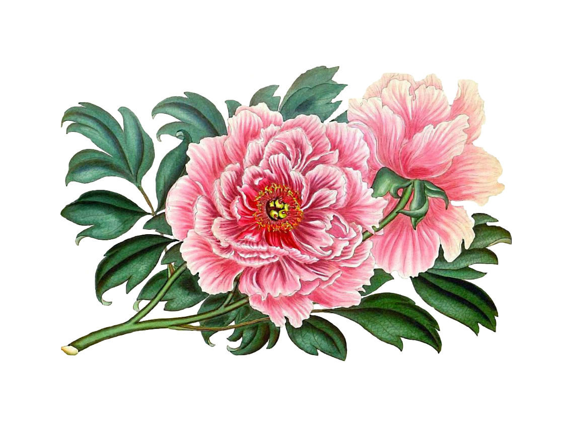 Пионы - цветы, розовые пионы - оригинал
