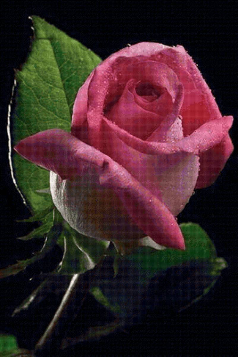 цветы - предпросмотр