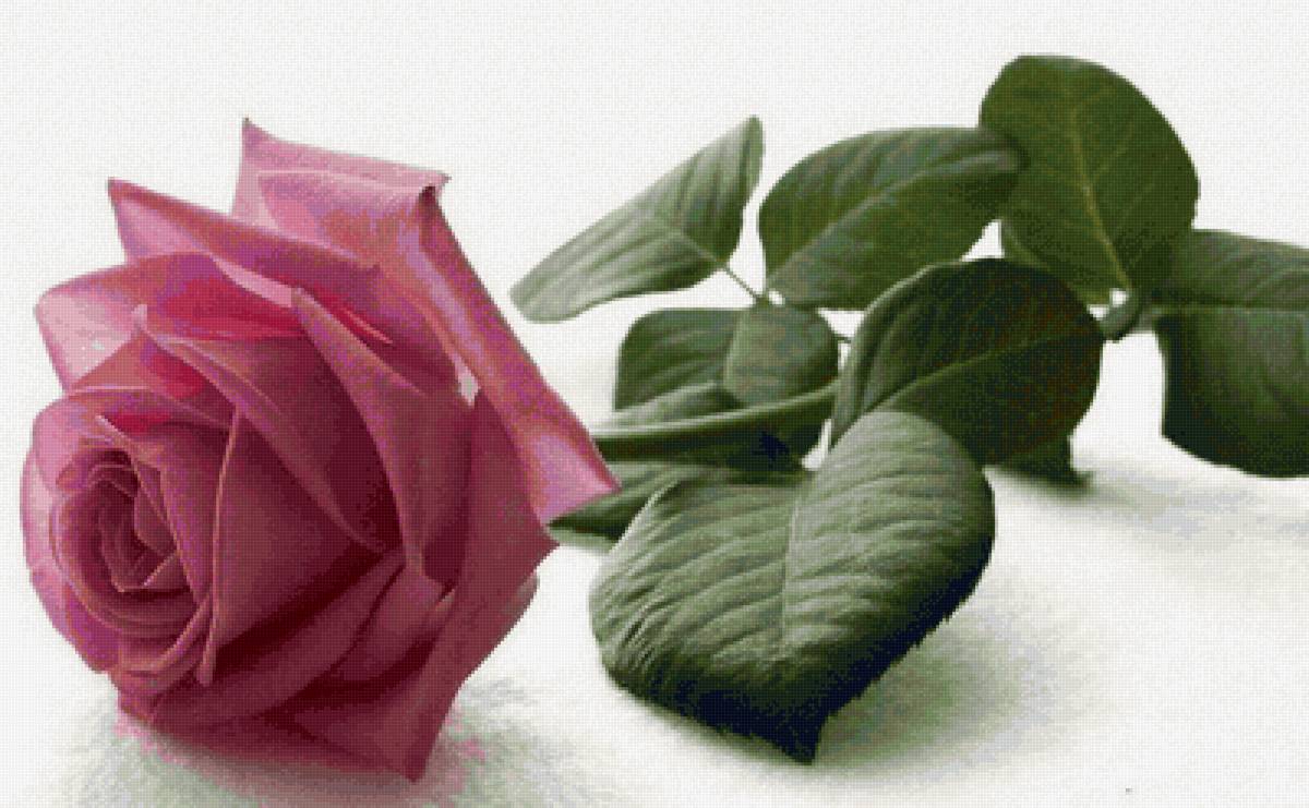 цветы - предпросмотр