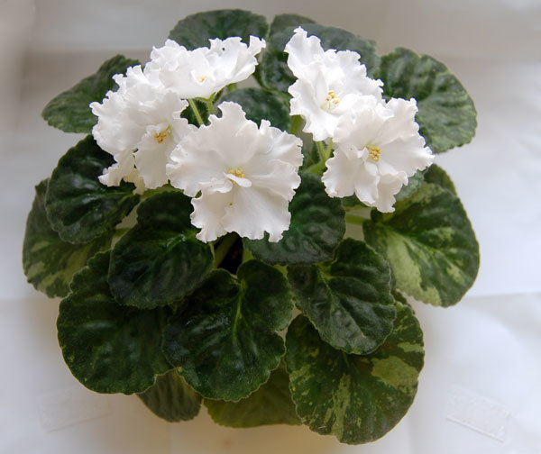 Фиалка "Одетта" - сад, цветы - оригинал