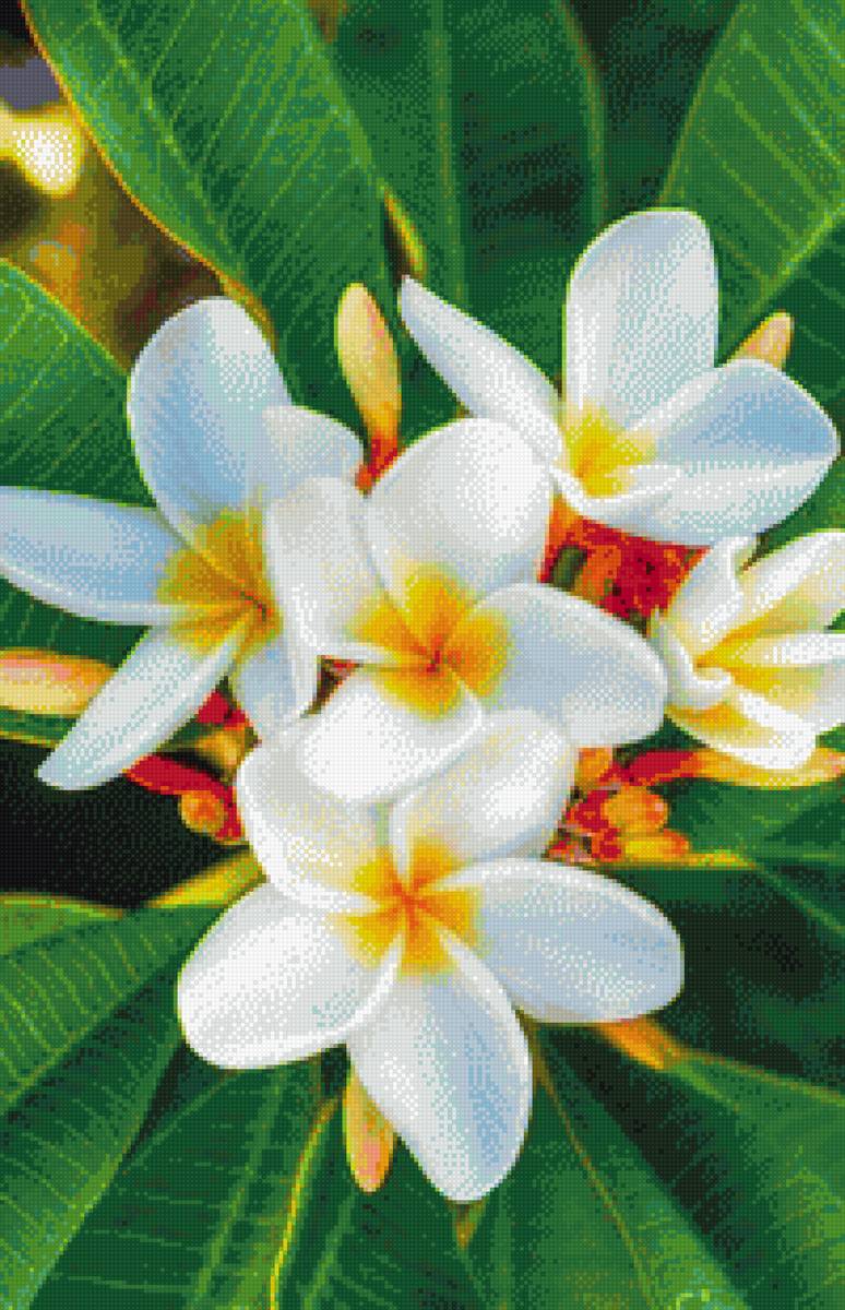 Цветы - природа., цветы, нежность - предпросмотр