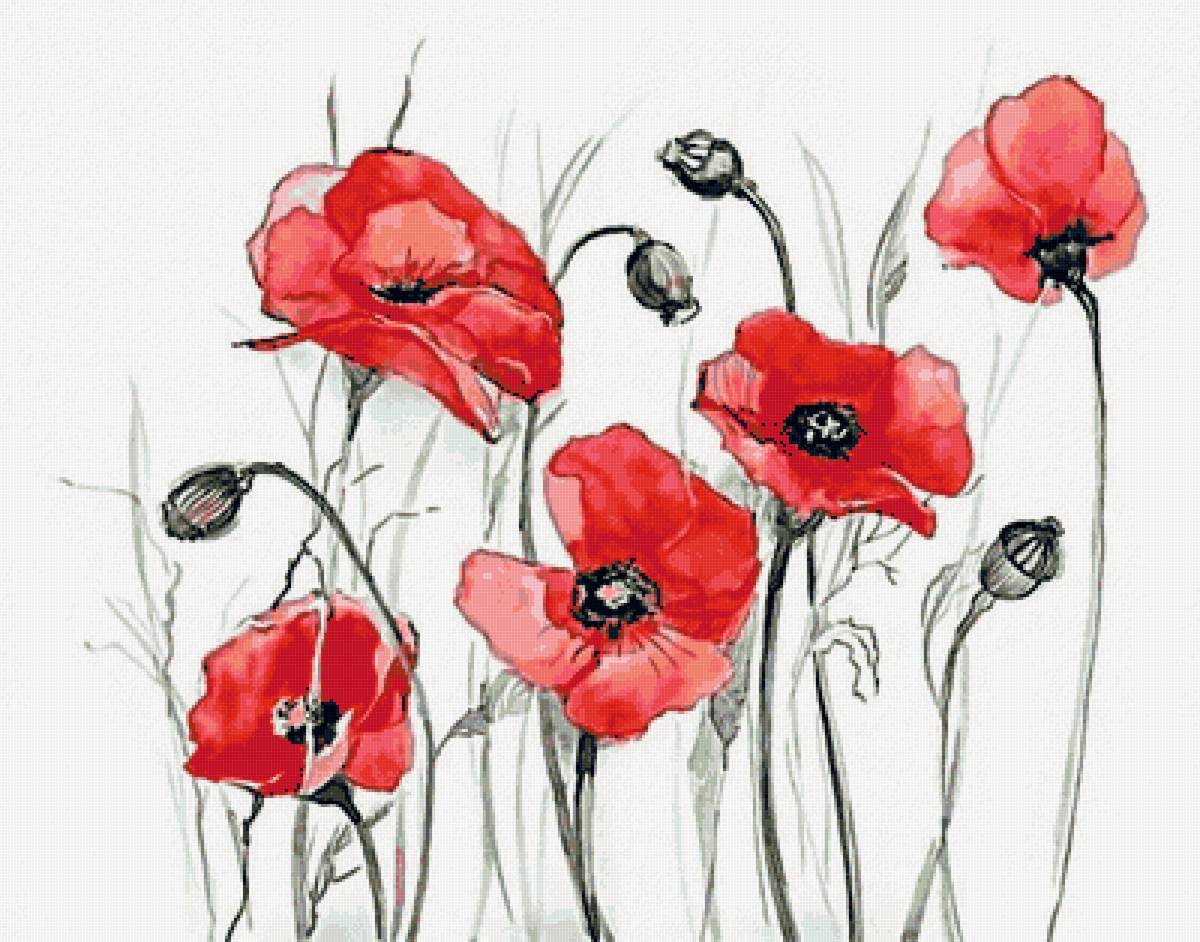 Маки - цветы, красное, маки - предпросмотр