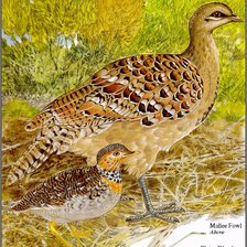 Схема вышивки «Птицы»