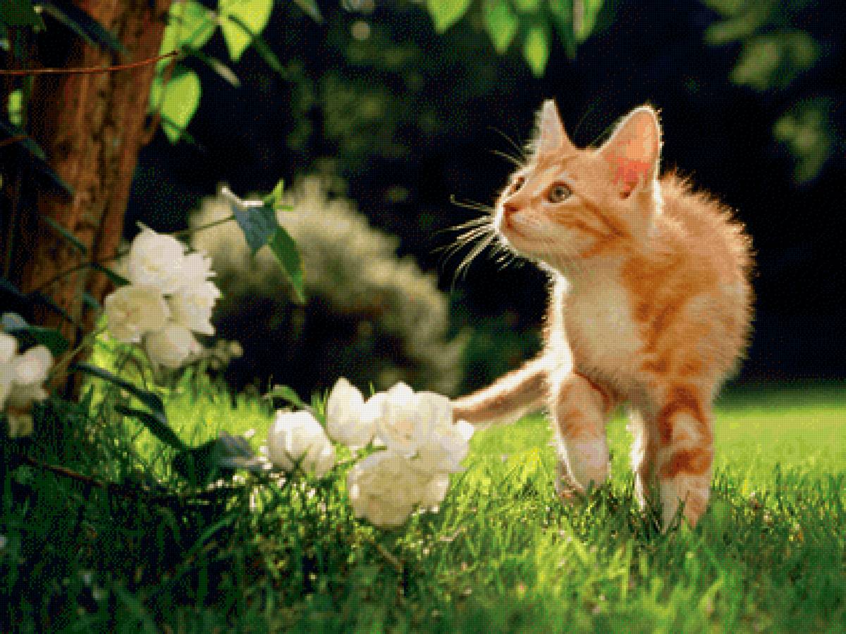 Котик - животные - предпросмотр